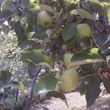 Holiday Secret Garden בית נופש